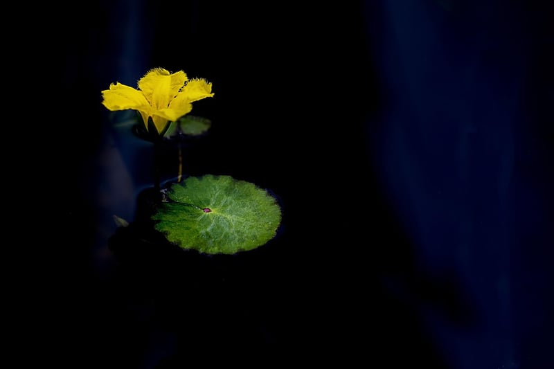 Lotus Position Image